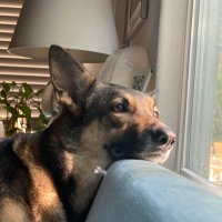 caroline (@kareohline) 's Twitter Profile