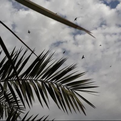 shaimaa_va8my's profile picture. الثقافة تُبني على القيم، وتنمو بالمعرفة والإبداع.