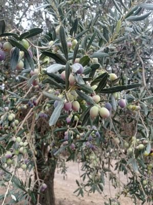 metfilo's profile picture. 