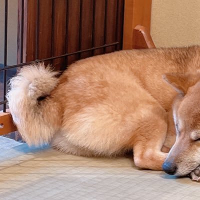 すきなことはくすぐったいことと気持ちいいこと すきなものはえび