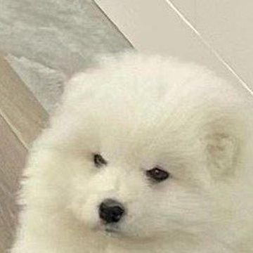– 잼젠 –