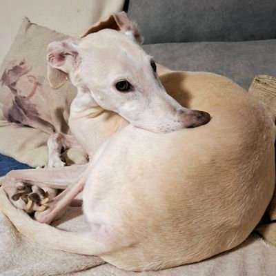 Víctima atemptat terrorista 17A i d'un carcinoma ovàric.
☝️Sense supèrbia si us plau.
No compris, adopta 🧡🐾