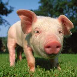 james_wigley's profile picture. otr truck driver.married to the love of my life angie and working together running as team drivers.