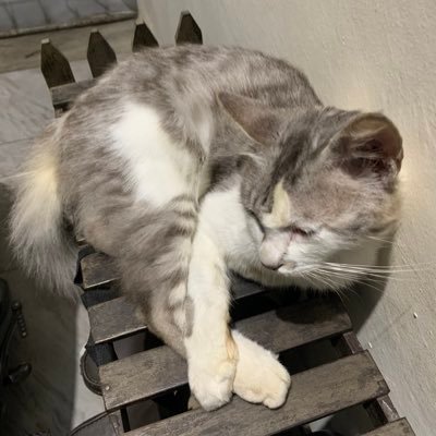 annftri's profile picture. 