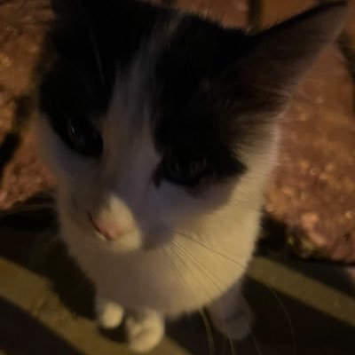 akli1_'s profile picture. LTUC 🏛️ || BBA 📚