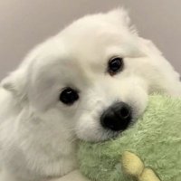 🐈🧶 (@__165_h) 's Twitter Profile