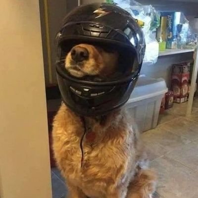 sdkl37109146's profile picture. but I still fuckin' love you, babe