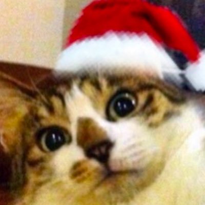 kutatomomin's profile picture. 🐈🐈🐈🐈🐈