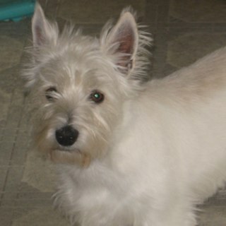 noddles61's profile picture. 