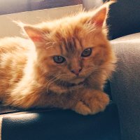 Swaid (@swaidyasin3) 's Twitter Profile