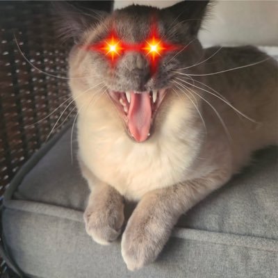 Hi, I’m Benjamin, @basementron $UFD founder’s latest cat! 😺🐾 Ron posted me on his Facebook 2/25/2024!Db3GGd3sZbNdfWRv51MPqD4s3nEEVzMRgYRY5oqSpump. 🦄💨✨