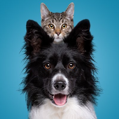 Confirmation of Core Vaccines, MADE SIMPLE! Antibody testing for dogs and cats. Your Diagnostic Companion.