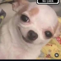 pega visao (@doshelter2) 's Twitter Profile