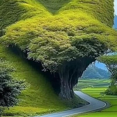 AhmedAisa569155's profile picture. 