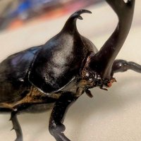 ガイア_蟲神器公認サポーター_推しはカブトムシ (@gaia_mushinushi) 's Twitter Profile