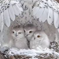 Pubudu Peramunagama (@pperamunagama) 's Twitter Profile
