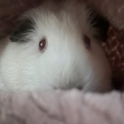 mofumofugingetu's profile picture. 主にペットの話題と情報収集用アカウントです。鍵開けたり閉めたり気まぐれ。いつも何かに悩んでいるし心配している。