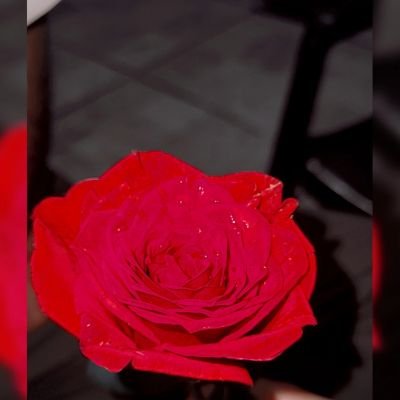 quboolhai_ani's profile picture. 