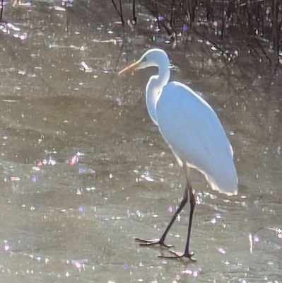 miruikimono's profile picture. 生き物色々垢(になる予定)
知らないことが多すぎるため勉強中
写真撮りたい
/湿地保全活動とか

/スマホ撮影多し
/カメラ手に入れるためにバイト頑張ってます