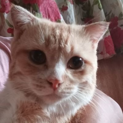 bongato_nicole's profile picture. Nitrograph