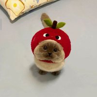 鲜橙冰淇淋 (@2ainsomniac) 's Twitter Profile