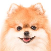 ポメラニアンです (@pome_lani_andes) 's Twitter Profile Photo
