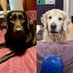 Caboose & Aurora - Oberon ๐, Julep ๐, (@threedogsofva) Twitter profile photo Caboose & Aurora - Oberon ๐, Julep ๐, (@threedogsofva) Twitter profile photo