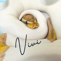 Vivi (@ballpython_vivi) 's Twitter Profile
