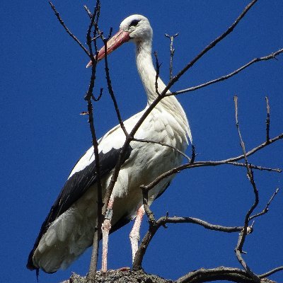 HansvonBaum's profile picture. 