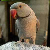 ワカケのぐり君 (@e_mc2_moche) 's Twitter Profile