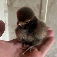 bigkrypto (@kickbigkrypto) 's Twitter Profile