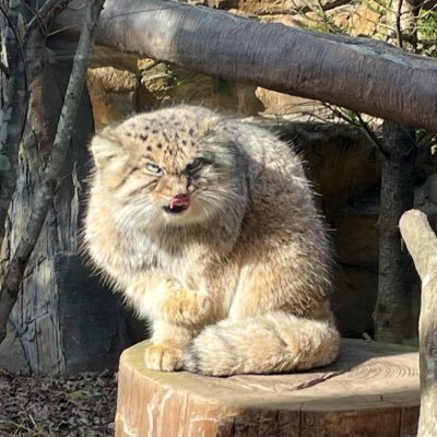 祈鈴（いすず)さんのプロフィール画像