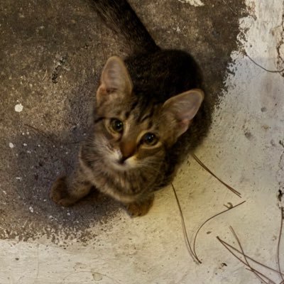 _Dofs's profile picture. Owner of @TheDojoMC_