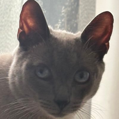 JaveMelPe's profile picture. 
