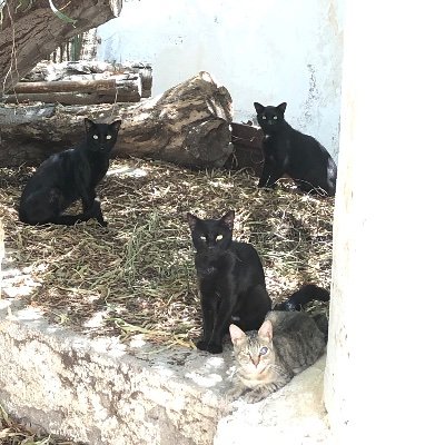 IsalinaU's profile picture. 