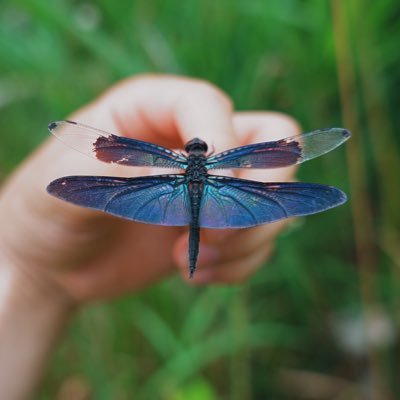 虫屋1年目トンボ屋5ヶ月の虫好きです。山陰で昆虫写真撮ってます。☆Insect photographer