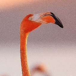 AmericanRuber's profile picture. Beautiful and awkward 💜✝️💜
🇺🇸⭐️✨️1A | 2A America first 🇺🇸🌟✨️ IFBAP