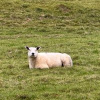 Doggy 62 (@mopsliebhaber) 's Twitter Profile Photo Doggy 62 (@mopsliebhaber) 's Twitter Profile Photo
