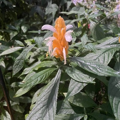 souss2's profile picture. Demanding the impossible