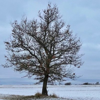 Daidhaid75's profile picture. 