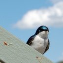 Carrie Conrad - @cac887 - Twitter