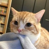 noora (@wutheringheghts) 's Twitter Profile