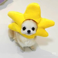 スターチワワとしき (@07nuq) 's Twitter Profile Photo