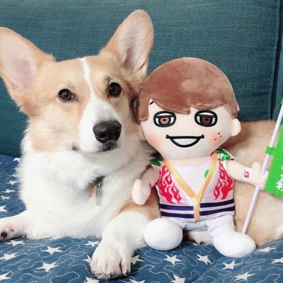 hiroamnosmasaki's profile picture. 愛犬🐶もこ♂11歳＆むぎ 5歳❤ コーギー大好き🌺