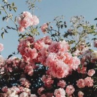 بشاير (@bshayernwaf) 's Twitter Profile