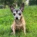 Leo the Chihuahua (@newyorkdoggo) Twitter profile photo Leo the Chihuahua (@newyorkdoggo) Twitter profile photo