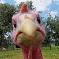 A Freakin' Turkey (@a_freakinturkey) 's Twitter Profile Photo A Freakin' Turkey (@a_freakinturkey) 's Twitter Profile Photo