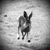 HereHare (@herehareha) Twitter profile photo HereHare (@herehareha) Twitter profile photo