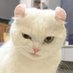 Benafill (@benappy346) Twitter profile photo Benafill (@benappy346) Twitter profile photo