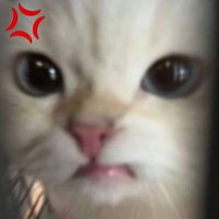 mimimi (@meow_mimi1214) 's Twitter Profile